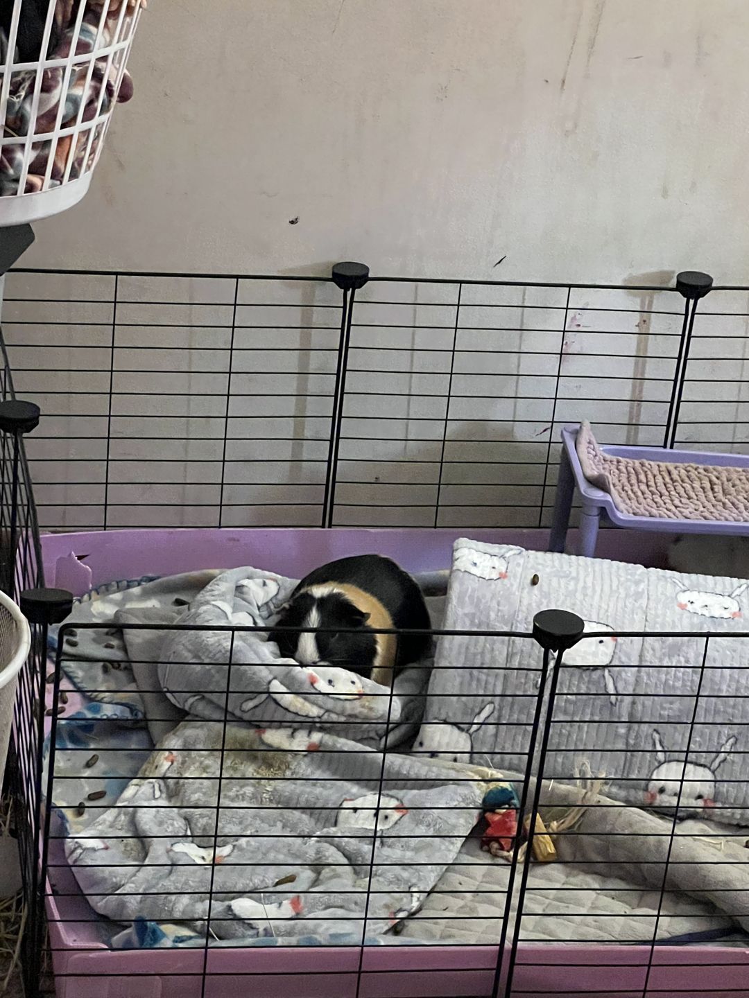Customer photo review of Piggy Play Package