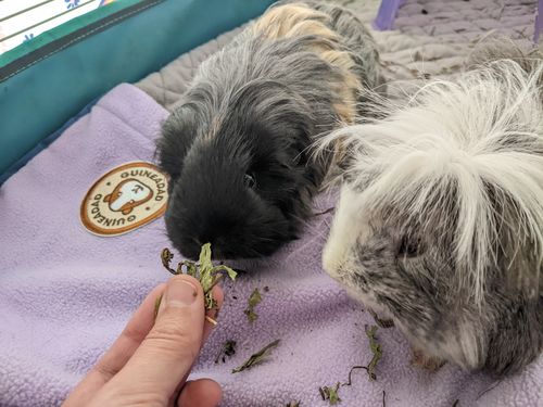 Customer photo review of Original GuineaDad Liner