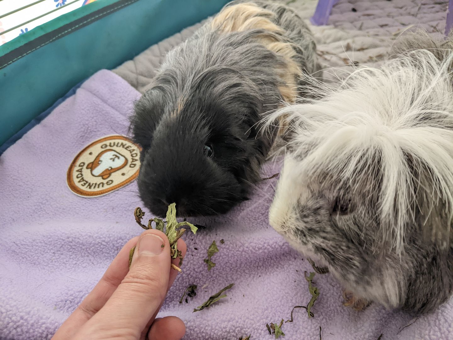 Customer photo review of Original GuineaDad Liner