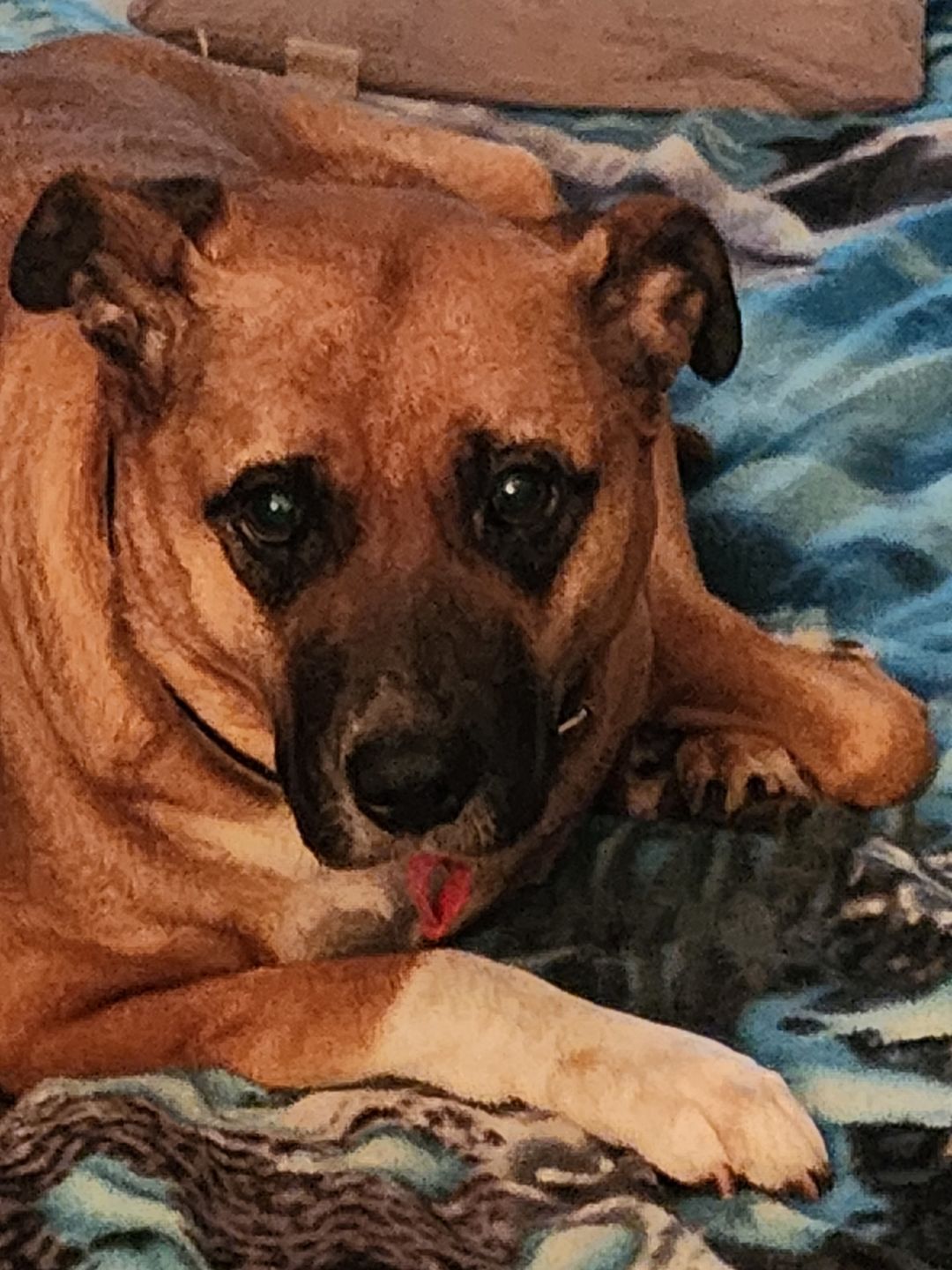 Customer photo review of Premium Kangaroo Chews