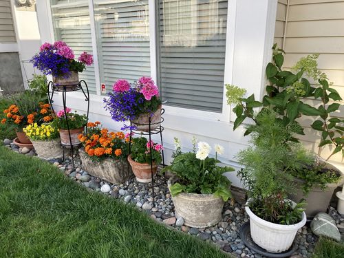 Customer photo review of Transplant Kit