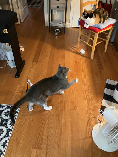 Customer photo review of Interactive Bird Simulation Cat Toy Set