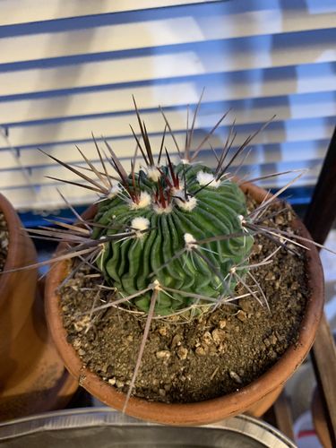 Customer photo review of Brain Cactus | Stenocactus crispatus