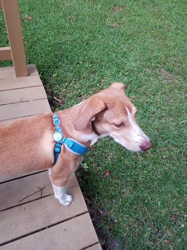 Customer photo review of Just Paws