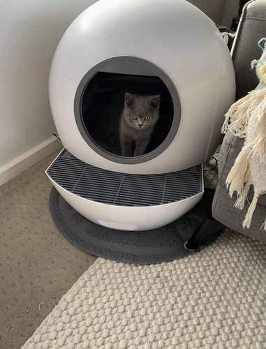 Customer photo review of 3 Month Supply - 1 Cat