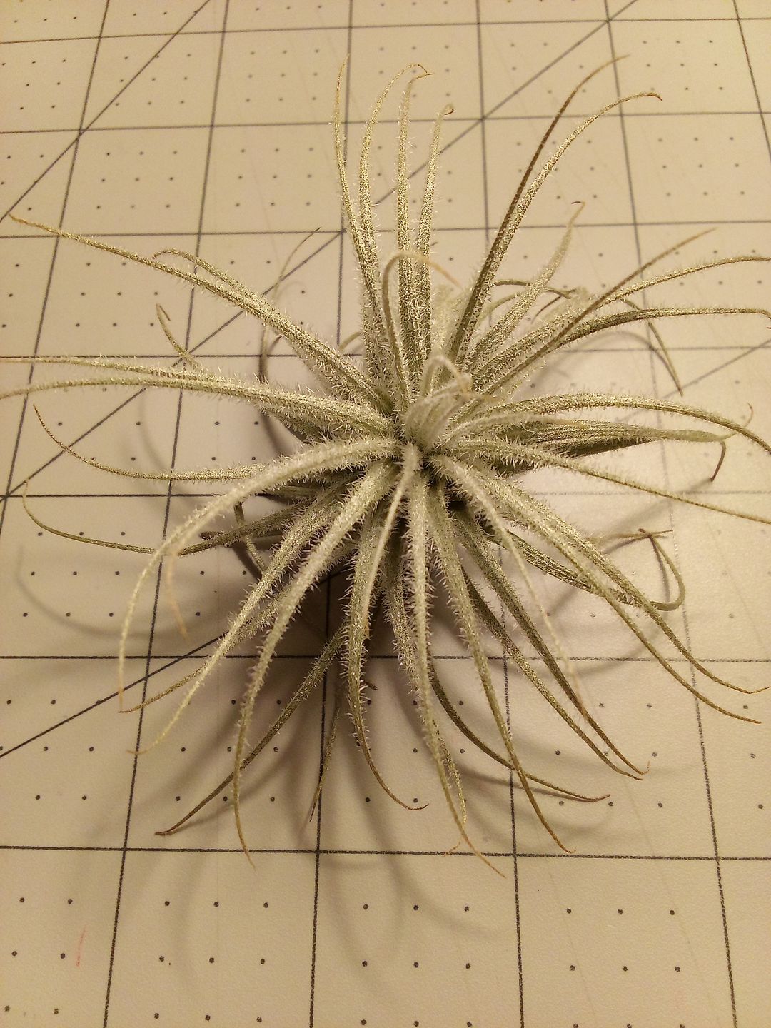 Customer photo review of Tectorum Ecuador  (AKA Snowball)