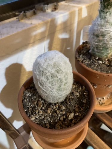 Customer photo review of Peruvian Old Lady Cactus | Espostoa Melanostele