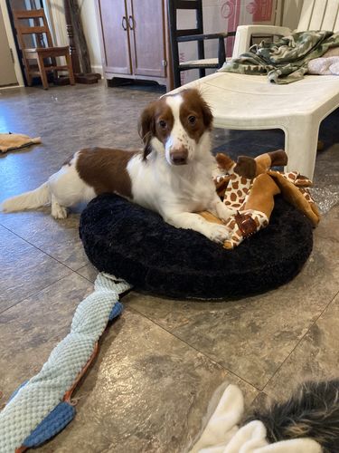 Customer photo review of Custom No Pull Dog Harness with Name and Phone Number, Heavy Duty Personalized Pet Vest