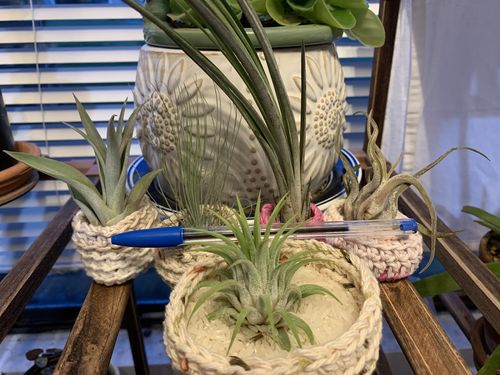 Customer photo review of Air Plant Variety Pack | Tillandsia Variety Pack