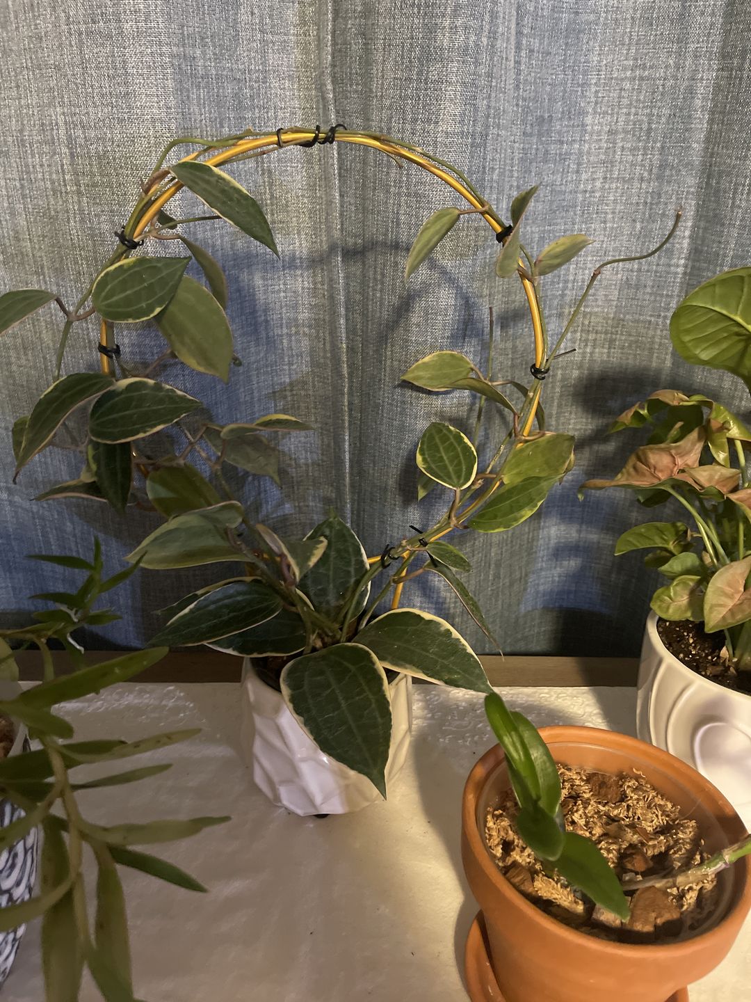 Customer photo review of Hoya macrophylla 'Variegata'