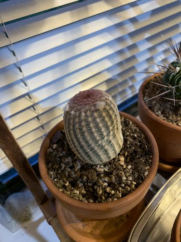 Customer photo review of Rainbow Hedgehog Cactus | Echinocereus Rigidissimus