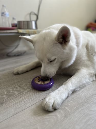 Customer photo review of Freez Doughnut - Super Durable Treat Toy
