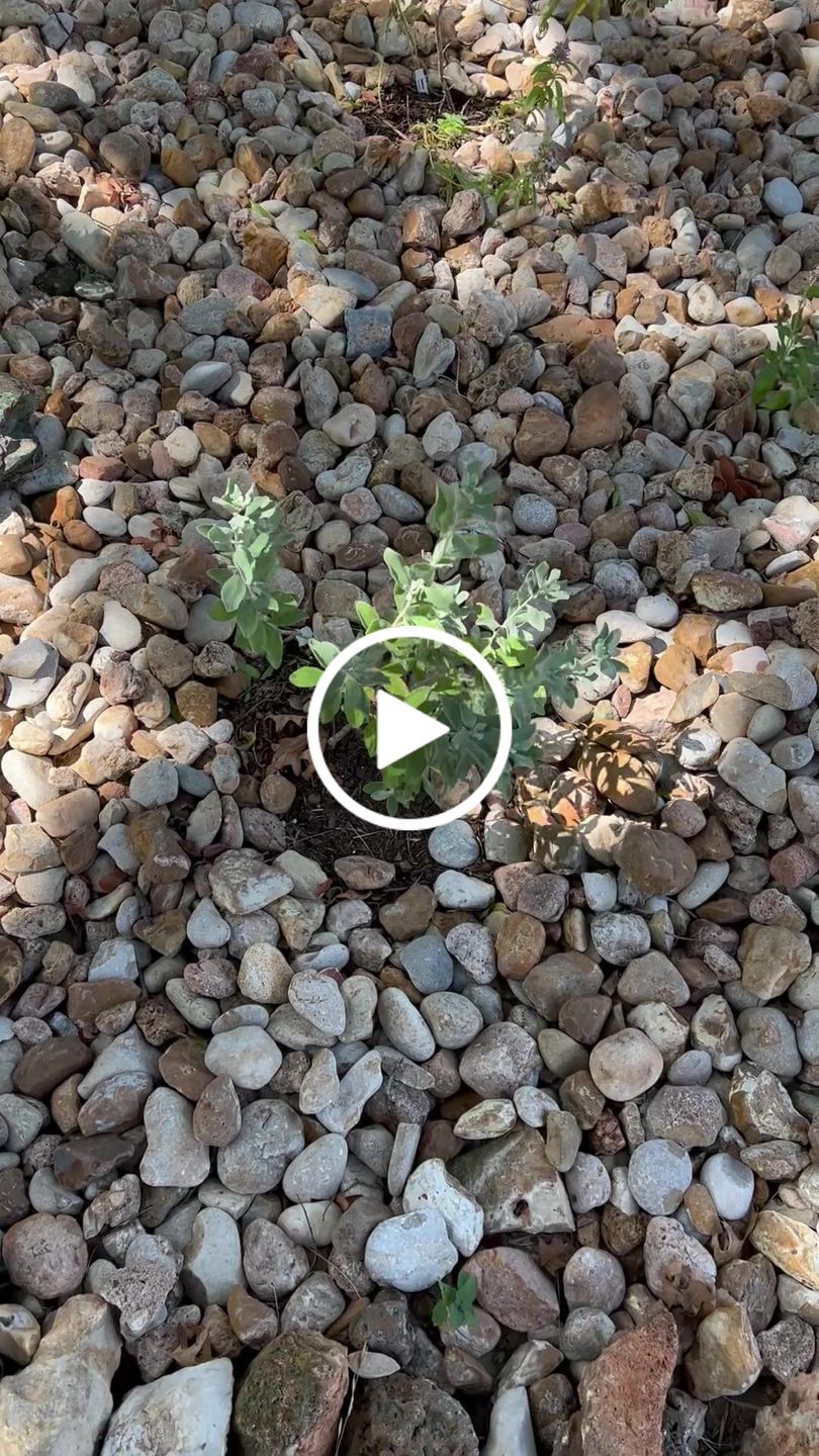 Customer video review of Salvia 'Indigo Spires'
