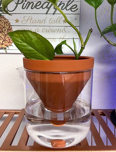 Customer photo review of Ceramic Self-watering Pot Planter - Set of 1