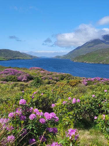 Customer photo review of Ultimate Variety Mixed Pack