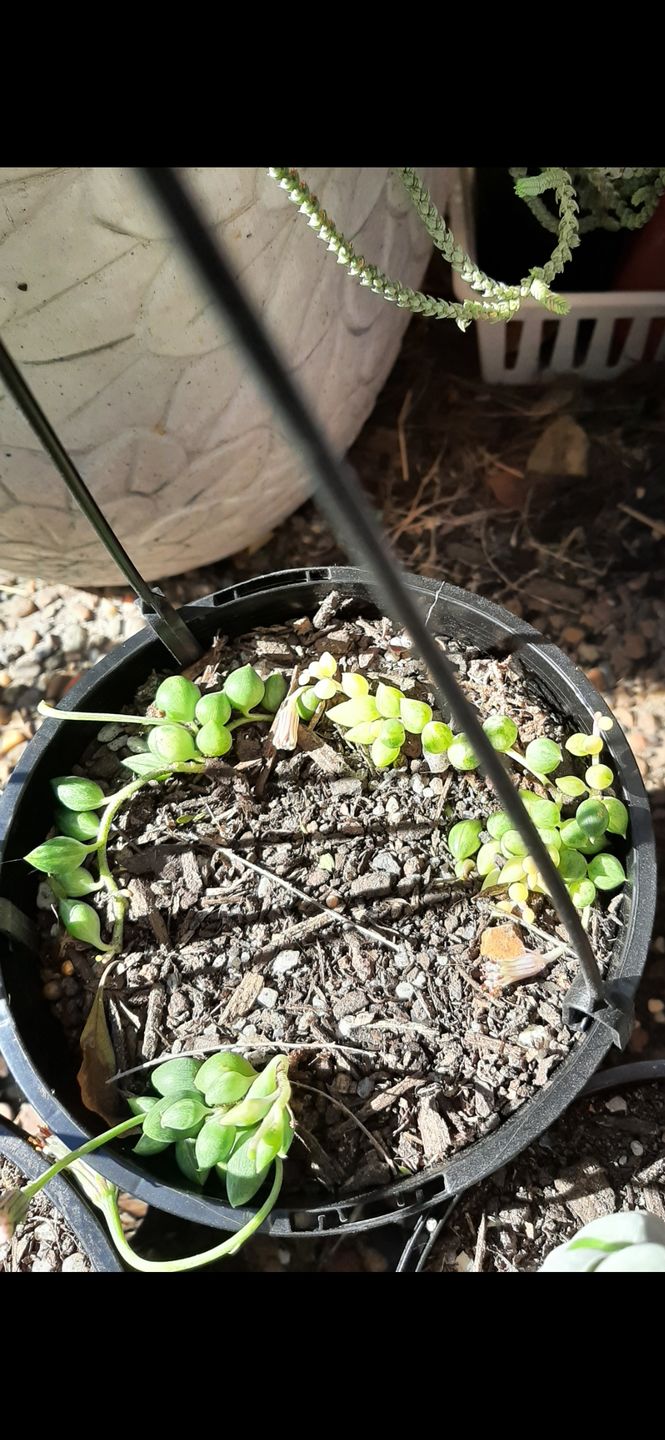Customer photo review of Senecio 'Angels Tears'