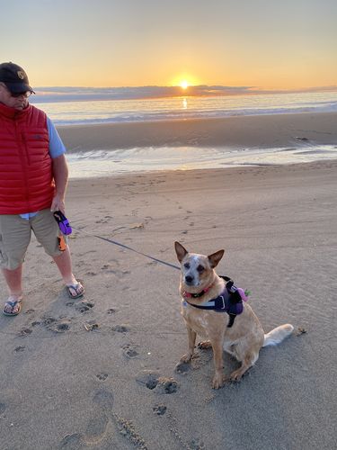 Customer photo review of Woof Pack