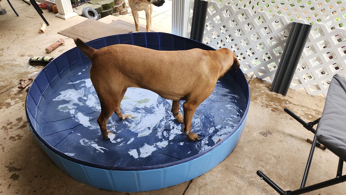 Customer photo review of NEW Pop-Up Foldable Outdoor Dog Bath & Swimming Pool With Side Drain (+FREE POOL COVER!)