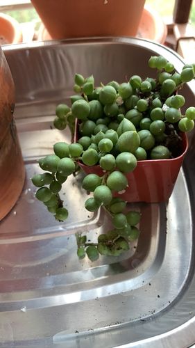 Customer photo review of String of Pearls | Senecio Rowleyanus