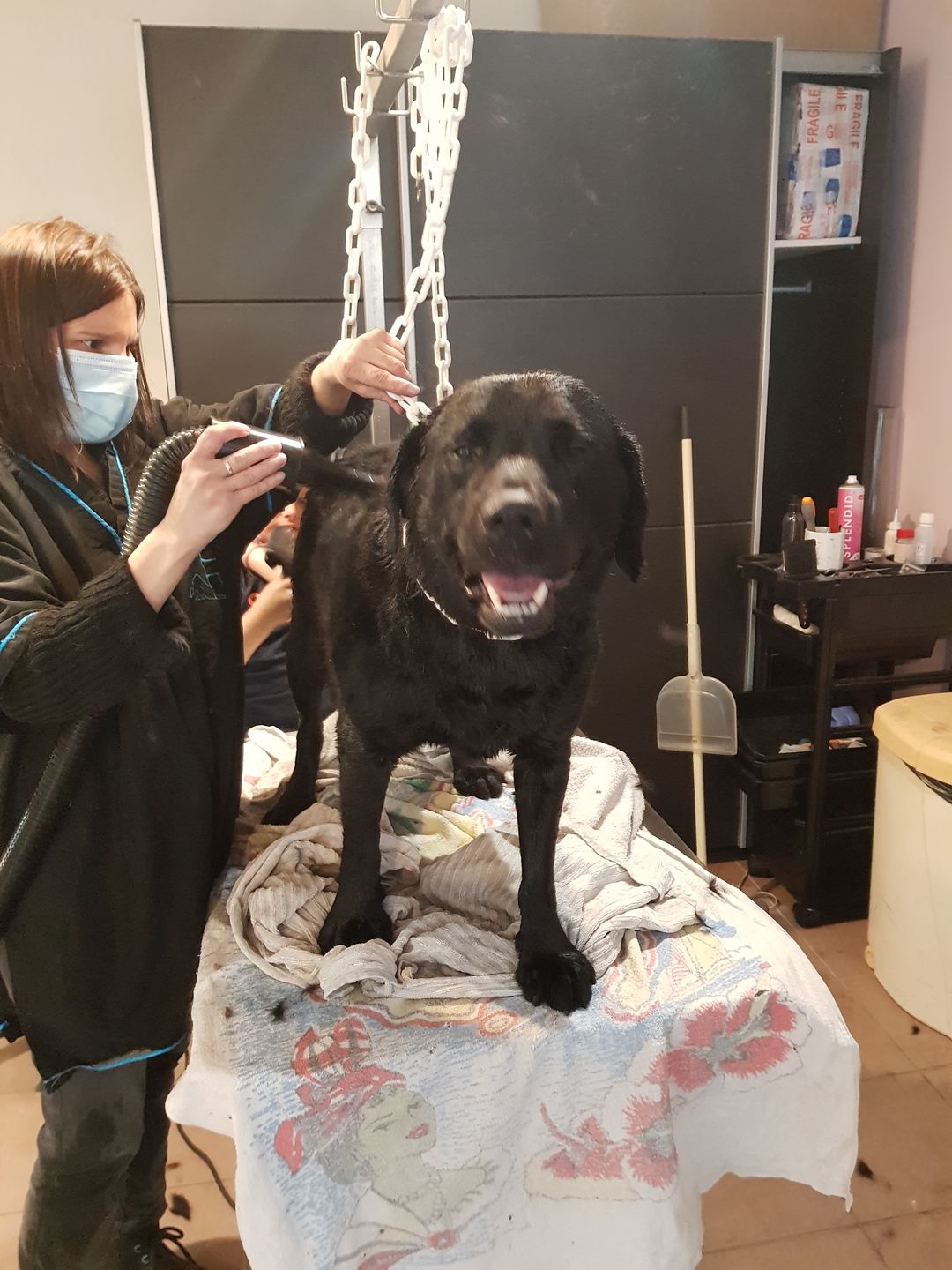 Customer photo review of Croquettes de volaille riches en ingrédients frais - Moy. / Grande taille (chien adulte)
