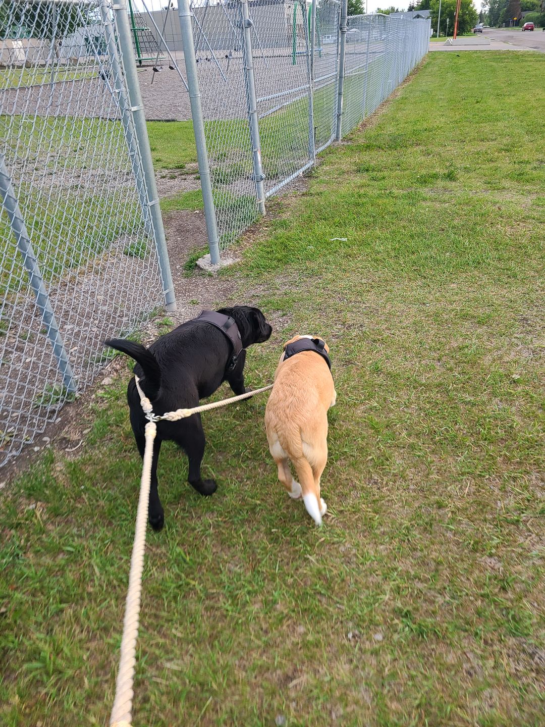 Customer photo review of Cotton Rope Multi-Dog Leash Connector