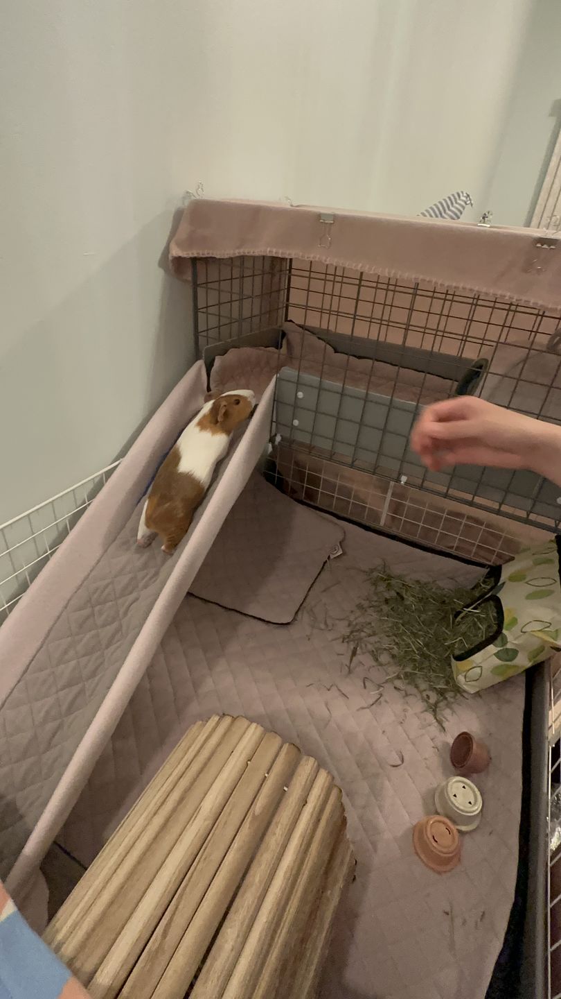 Customer photo review of Piggy Condo C&C Balcony