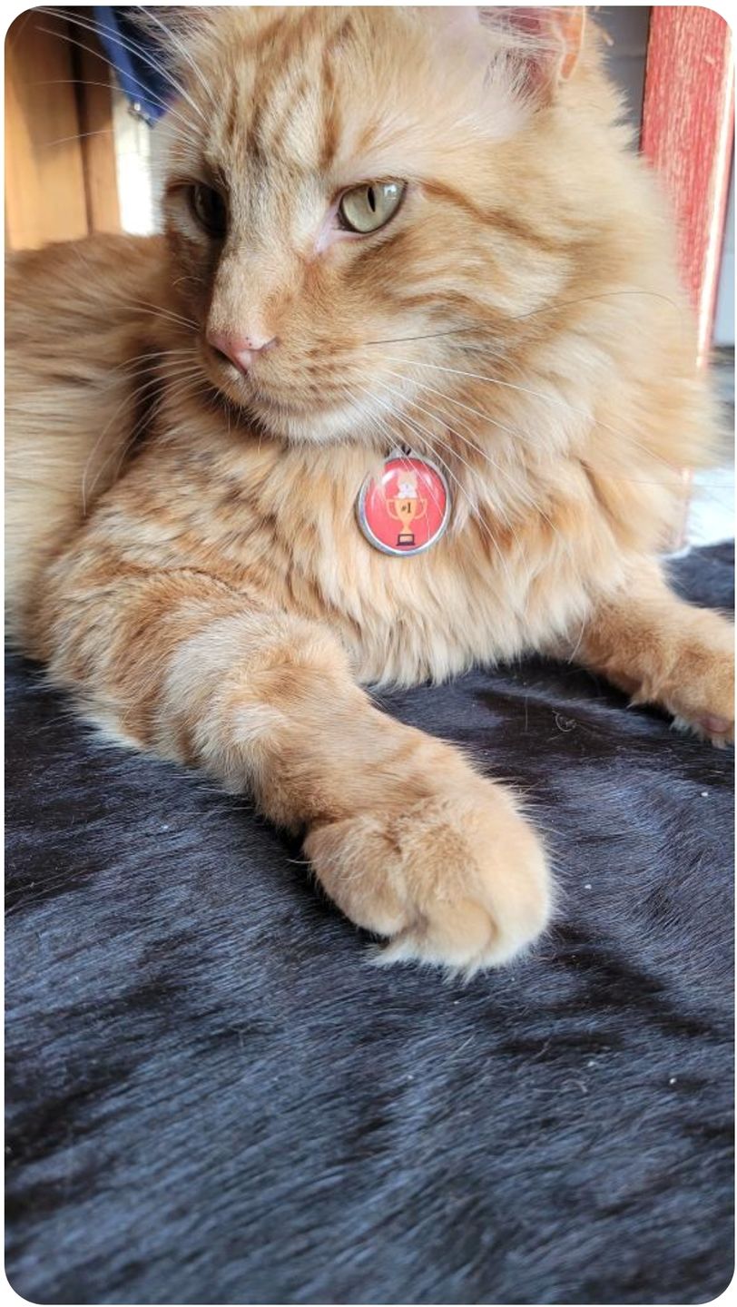 Customer photo review of Placa Gatito #1