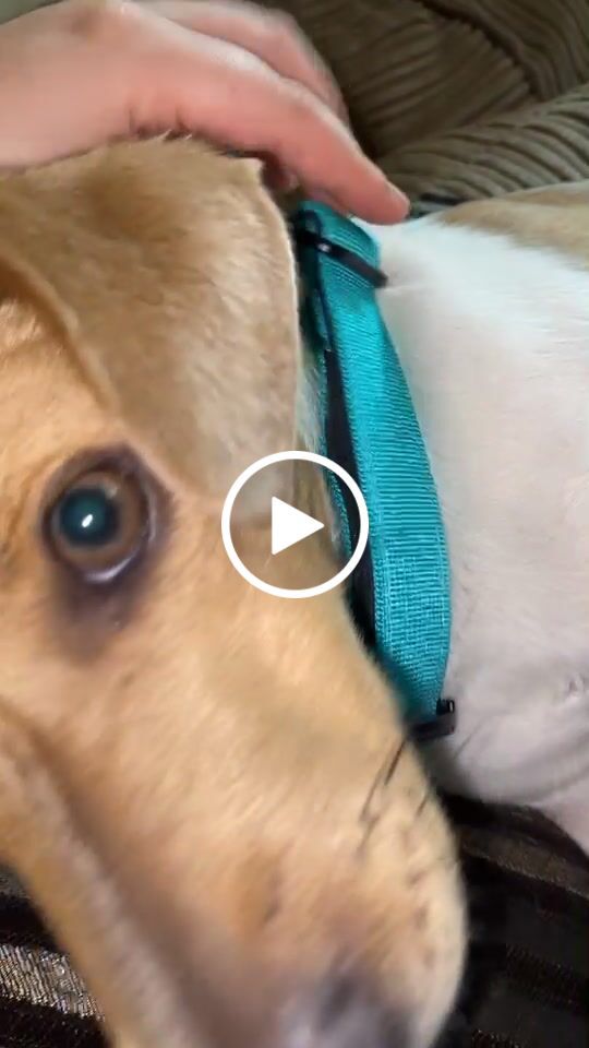 Customer video review of 2.5cm Combat® Collar | With Handle & Rated Clip - Turquoise v2.0
