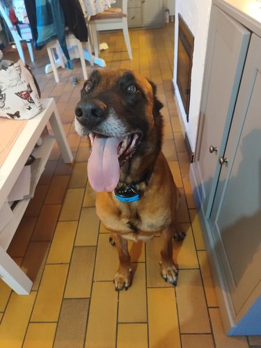 Customer photo review of Collier Anti Aboiement PuppySafe