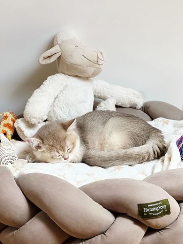 Customer photo review of Dog bed Pony kolosony beige