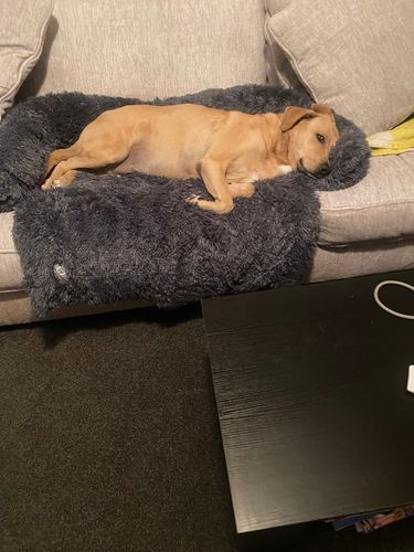 Customer photo review of Calming Couch Bed