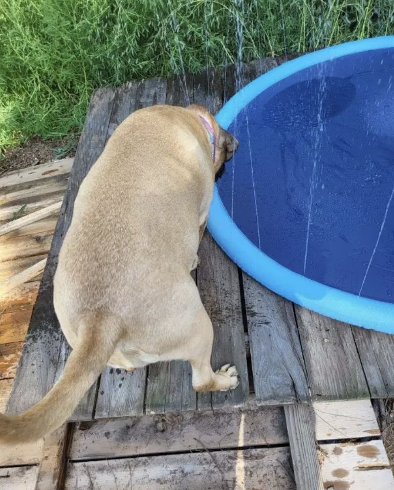 Customer photo review of Sprinkler Wasserspielmatte für Hunde