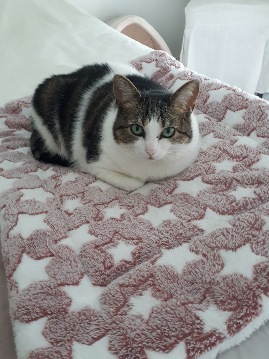 Customer photo review of Couverture apaisante pour chat
