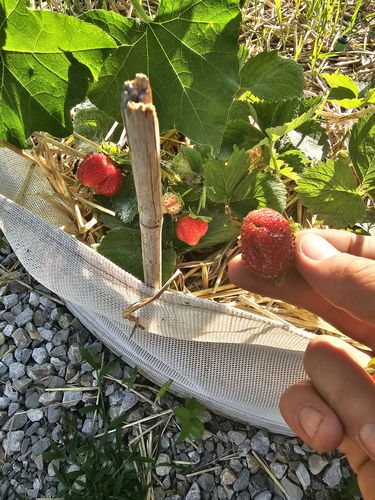 Customer photo review of Organishield (16 oz)
