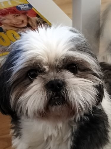 Customer photo review of Collier Anti Aboiement PuppySafe