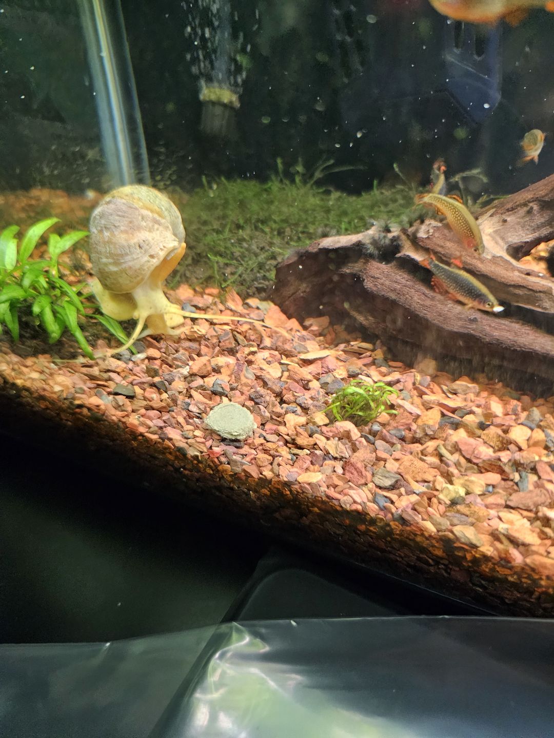 Customer photo review of Northfin Kelp Wafers 14mm