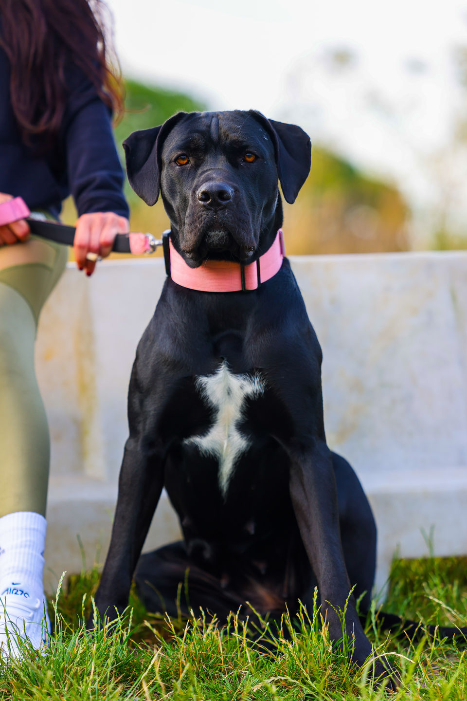 Customer photo review of 5cm Combat® Collar | With Handle & Rated Clip - Pink v2.0