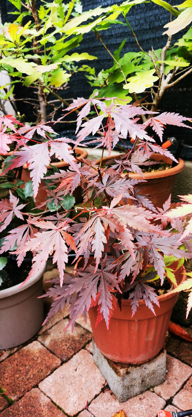 Customer photo review of ESTATE BOMBA PACK