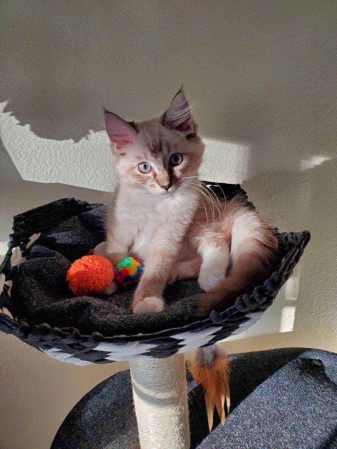Customer photo review of Cat Allergy Relief & Immune Support