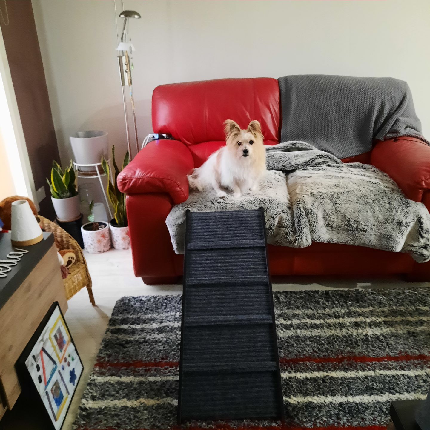 Customer photo review of PaWz Adjustable Dog Ramp