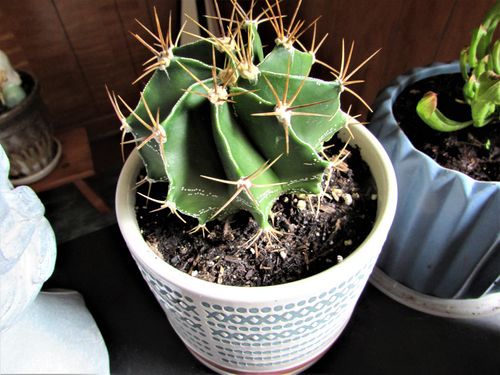 Customer photo review of Star Barrel Cactus | Astrophytum ornatum