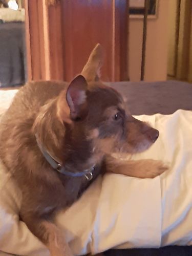 Customer photo review of 6 Pack E14  Bulbs For Mosaic Lamps