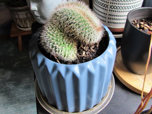 Customer photo review of Crested Irishmen Cactus | Mammillaria spinosissima