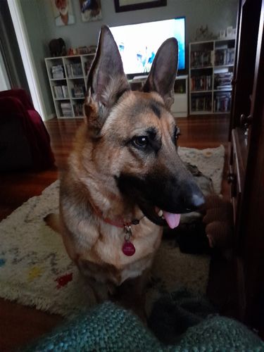 Customer photo review of DoggieBalm Manuka