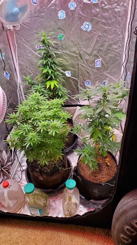 Customer photo review of Drops of Balance 8 oz Solution