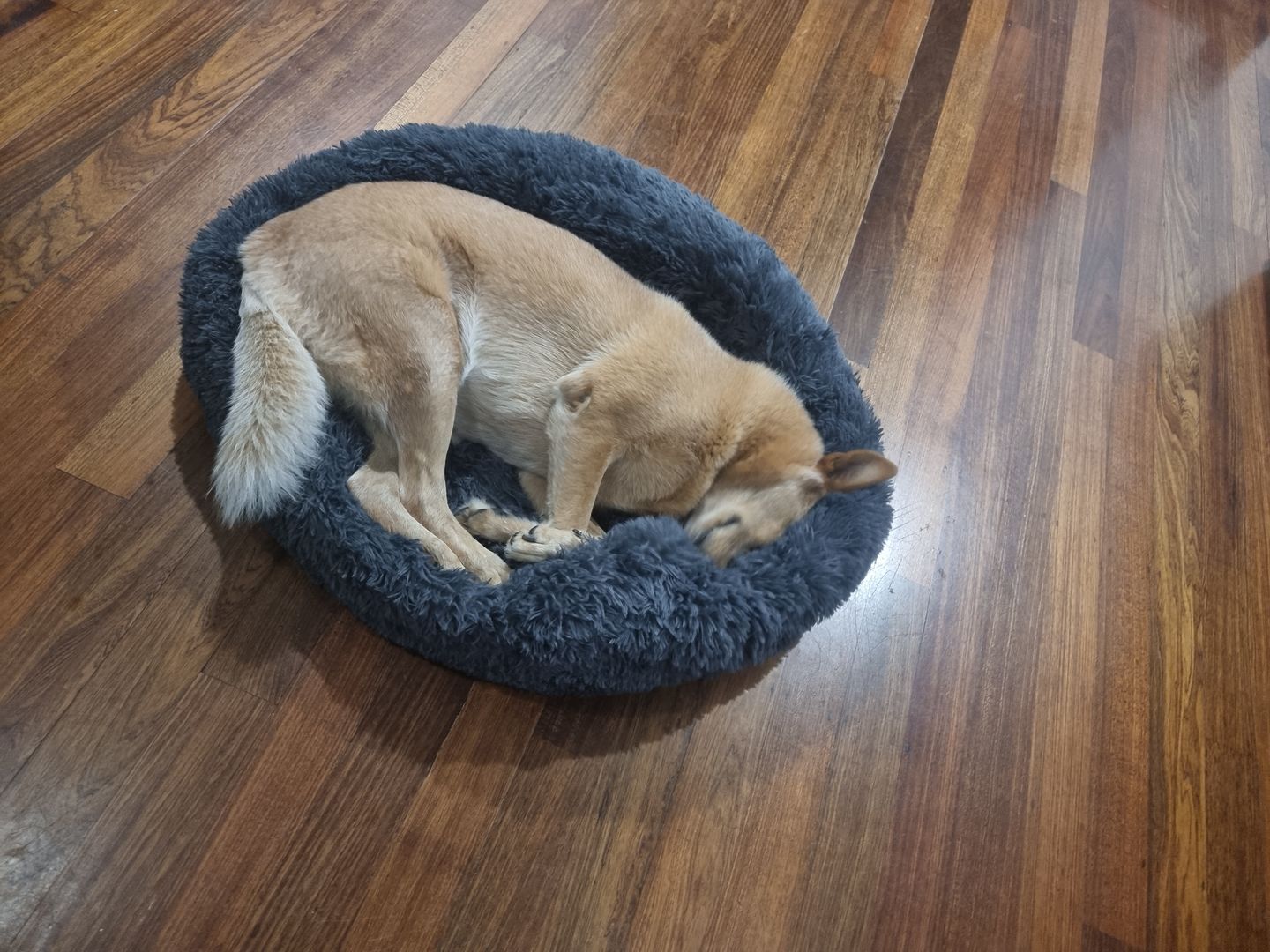 Customer photo review of Pawz Non-Removable Calming Pet Bed