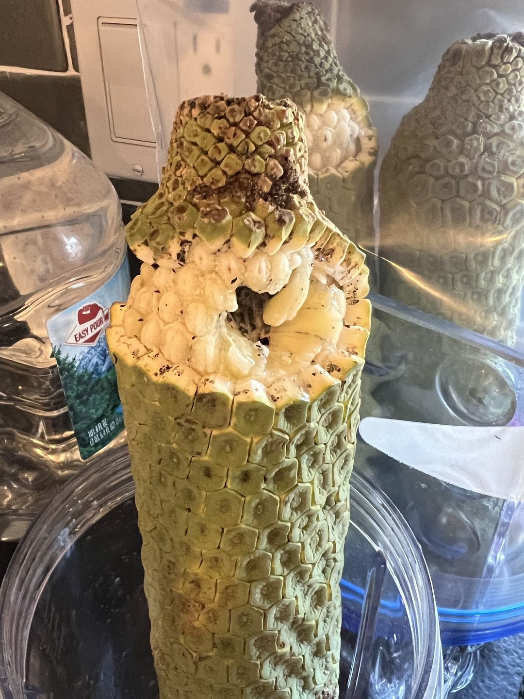 Customer photo review of Monstera Deliciosa *Pre-Order*