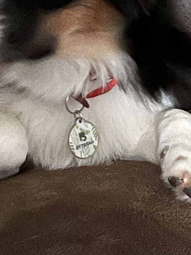 Customer photo review of Evergreen