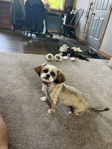 Customer photo review of Purple