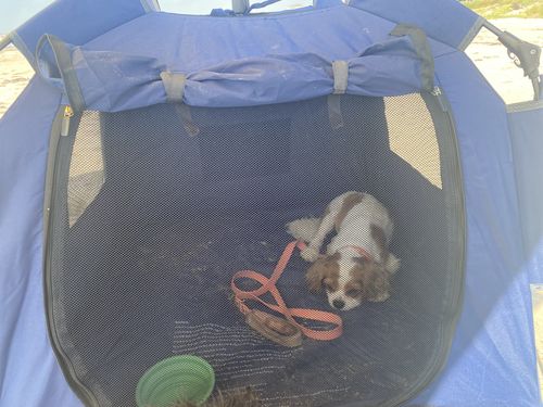 Customer photo review of Pop N' Go™ Pets